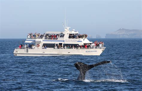 ventura harbour whale watching|island packers cruises website.